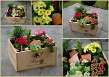 Garden Planter. Wooden Wine Boxes/Crates Perfect for seed tray plants vegetables