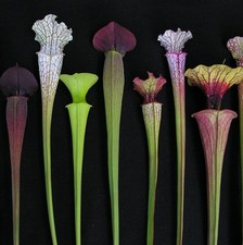 Monster Carnivorous Sarracenia