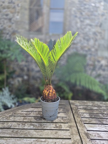 Cycas revoluta sago - sago, palm