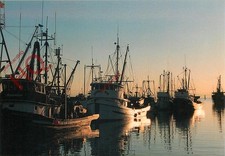 Picture Postcard:-British Columbia, Steveston Sunset, Fishing Boats
