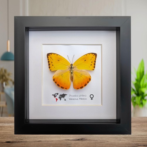 Framed phoebis philea
