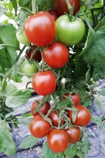 Tomato Seeds RUBY FALLS