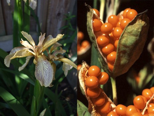 Iris foetidissima gladwyn - 1,