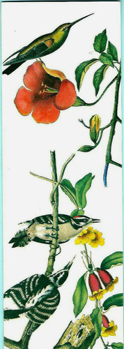 Downy woodpecker bird - downy, bookmark