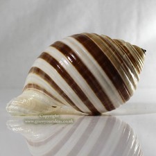 Tonna banded large 12cm sea - large,
