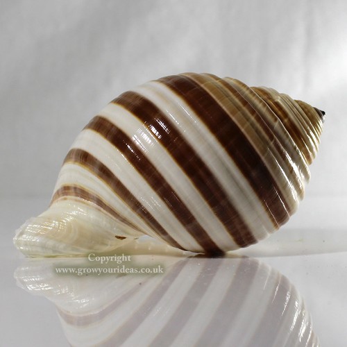 Tonna banded large 12cm sea - 10-12cm,