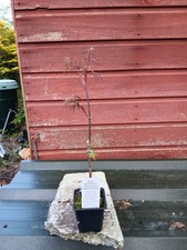 Acer palmatum dissectum Stella