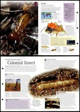 Termite #14 Invertebrates - Discovering Wildlife Fact File Fold-Out Card