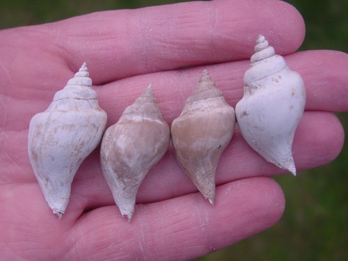 Bartonian eocene sycostoma - bartonian,