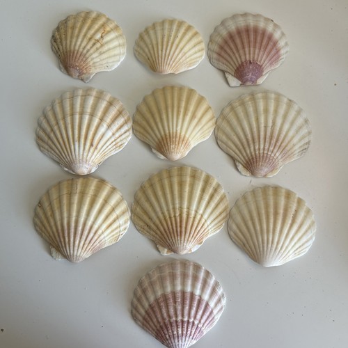 Curved scallop shell pieces - curved,