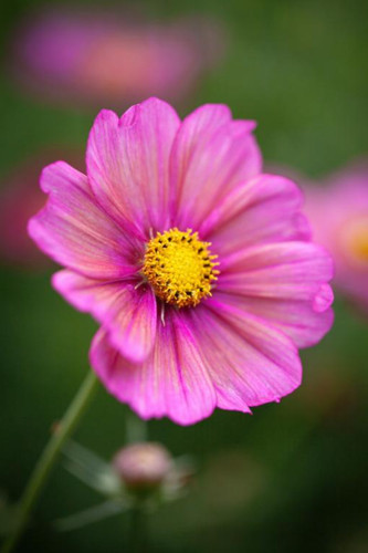 Cosmos bipinnatus xsenia - 3, 'xsenia'