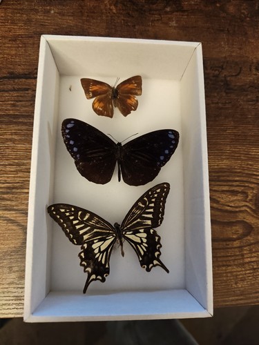 Real butterfly specimens - 3,