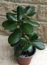 Large Jade plant. Money Tree