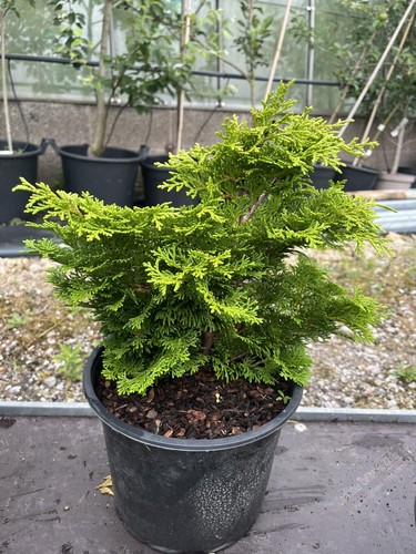 Hinoki cypress tempelhof - hinoki, 'tempelhof'