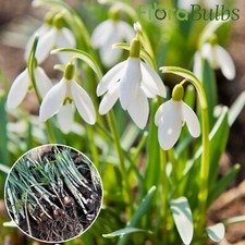 50 Snowdrop Bulbs ( IN THE