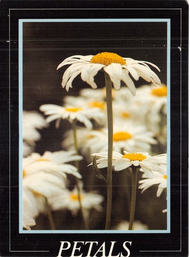 Athena postcard petals - athena,
