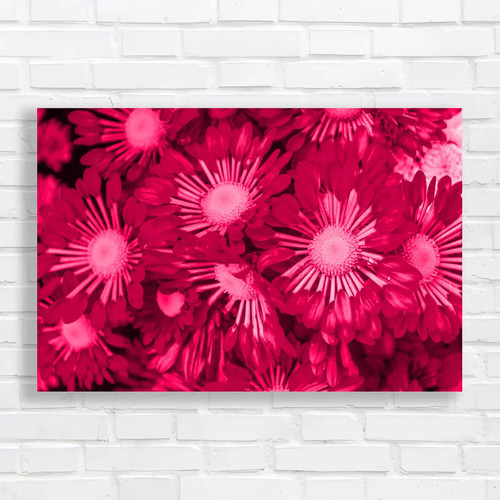 Vibrant pink daisy - daisy, flowers