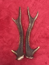 PAIR OF SIKA DEER ANTLERS