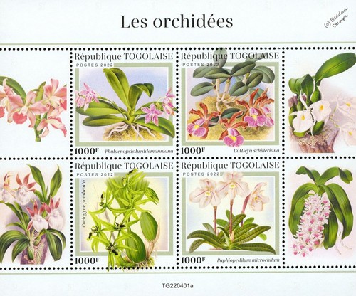Orchids orchid wild flowers - orchids,