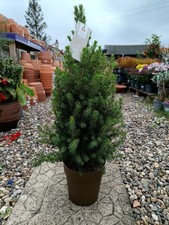 Picea Glauca in Gold Pot | 2 L