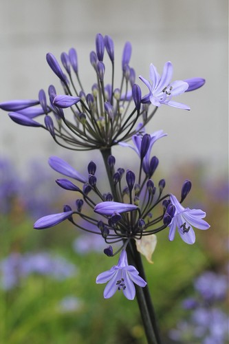 New agapanthus montreal dark - new,