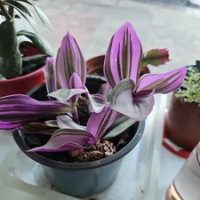 Tradescantia Nanouk/ the