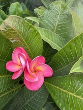 Beautiful tall Plumeria plants