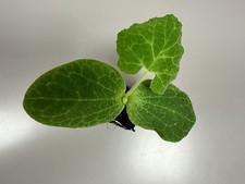 Bangladeshi Bangla Kodu, Gourd