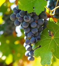 Black Grape Vine Scions