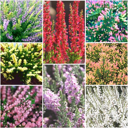 Mixed scottish heather - [x8],