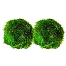 Marimo moss balls aquarium - marimo,