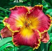 Hemerocallis  - Color Symphony