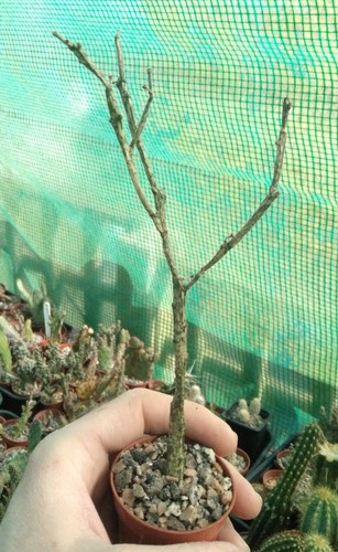 Euphorbia platyclada cutting - euphorbia,