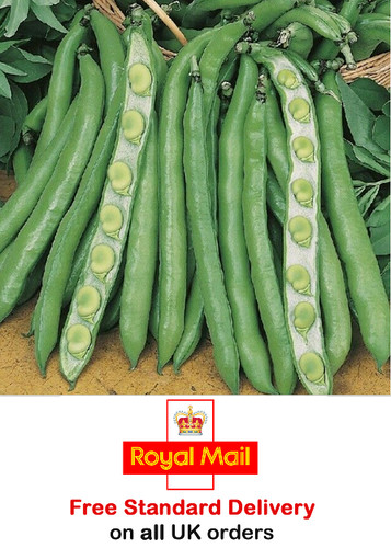 Broad bean imperial - x,
