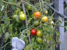 Ailsa Craig Tomato 50 seeds
