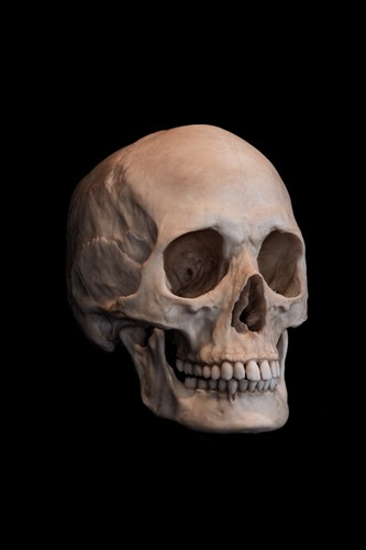 Life size female human skull - female,