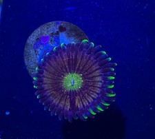 Nirvana Zoa Paly Zoanthid WYSIWYG Frag coral