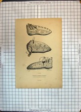 Original Old Antique Print