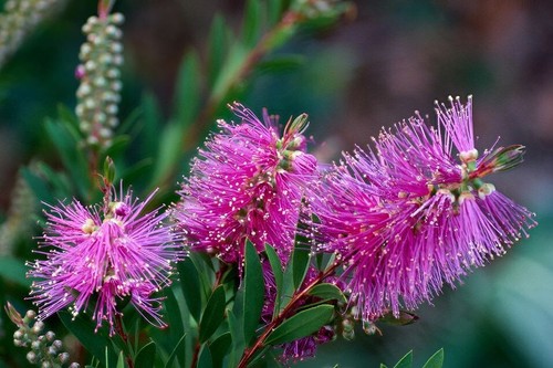 Bottlebrush hot pink flowers - bottlebrush,