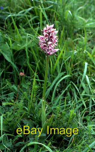 Photo 6x4 monkey - monkey, orchid