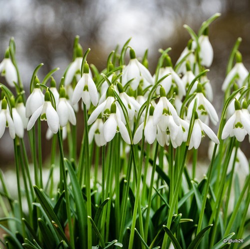 Galanthus woronowii bulbs free - bulbs,