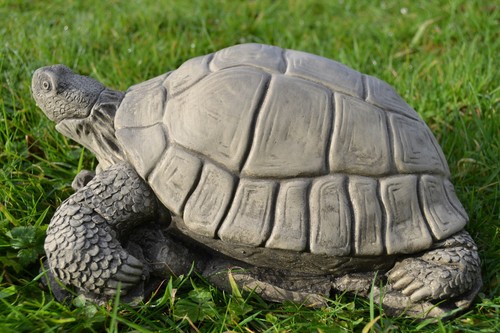 Timmy the tortoise - timmy,