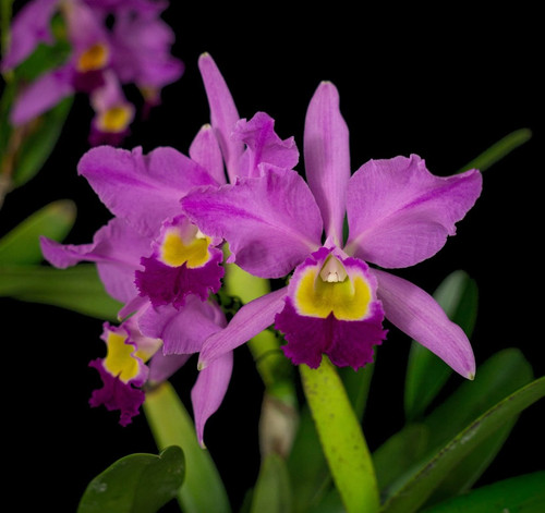 Orchid cattleya eldorado - cattleya,