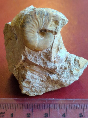 Fossil ammonite ludwigia - fossil, ammonite,