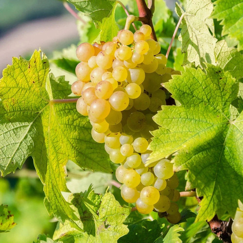 Grapevine lakemont seedless - lakemont,