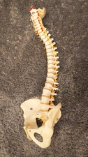 Full-size anatomical model of adult human spine, with spinal cord and pelvis