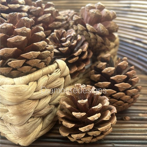 Natural pine cones approx - cones, 60