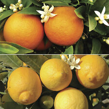 Fruit Trees, Orange and Lemon, 2 x 20-30cm Tall in 9cm Pots, Winter Hardy to -5C