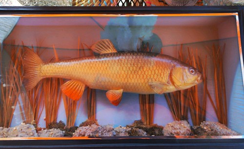 Cased taxidermy rudd - a,