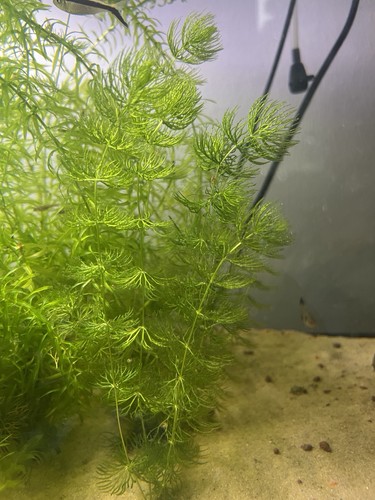 Hornwort aquarium plant - –,